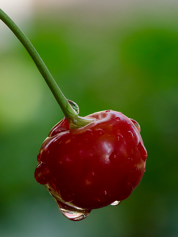 photo "***" tags: macro and close-up, 