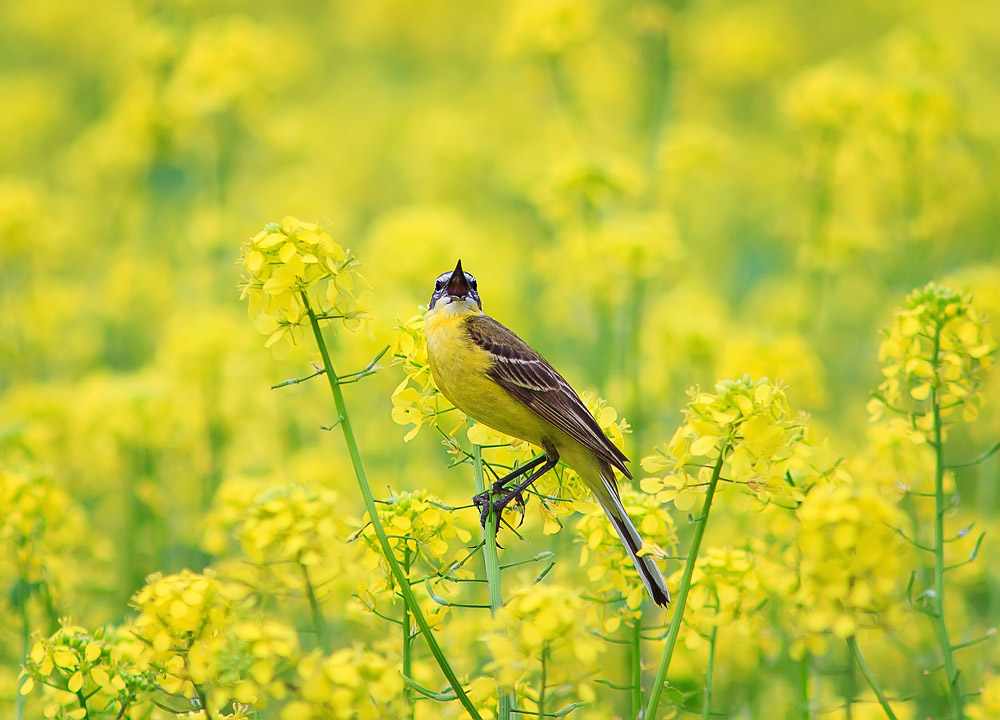 photo "***" tags: nature, трясогузка