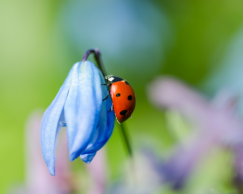 photo "***" tags: macro and close-up, 