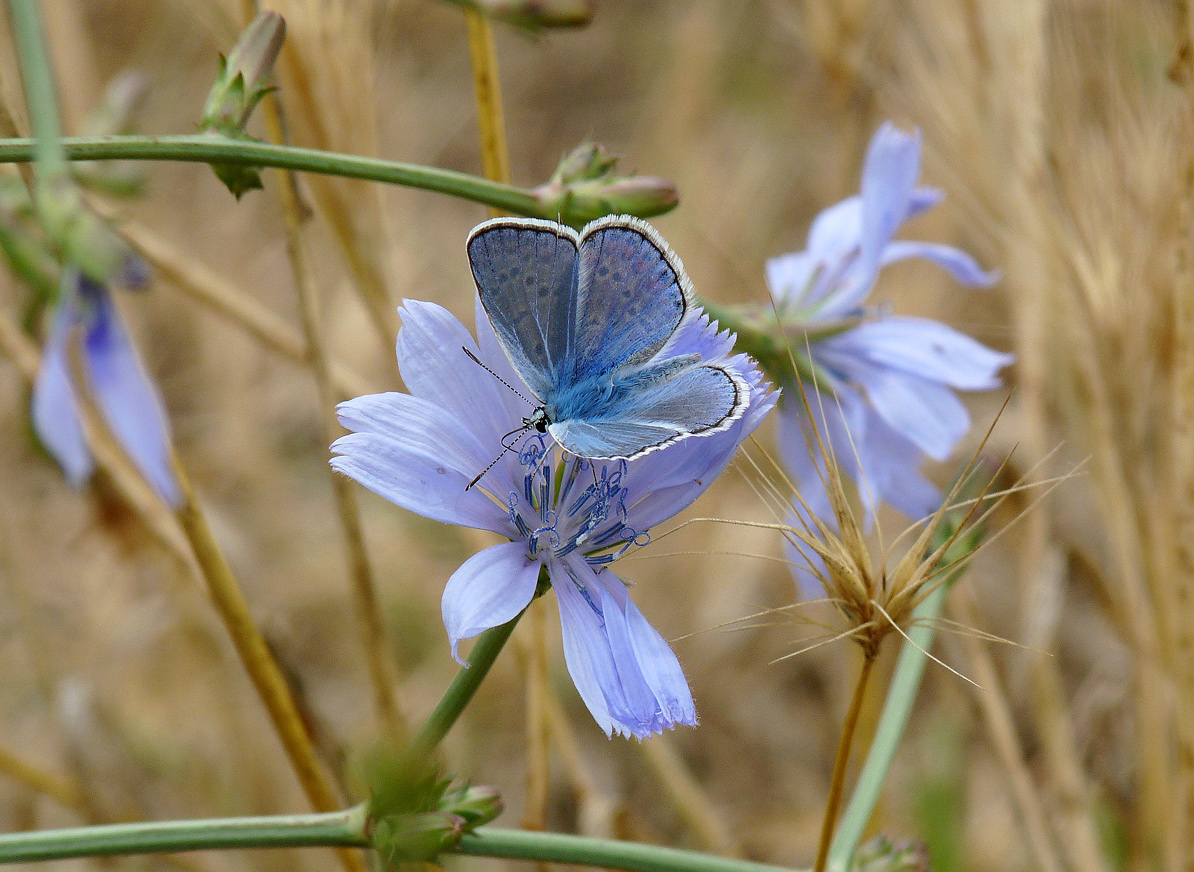 photo "***" tags: nature, insect