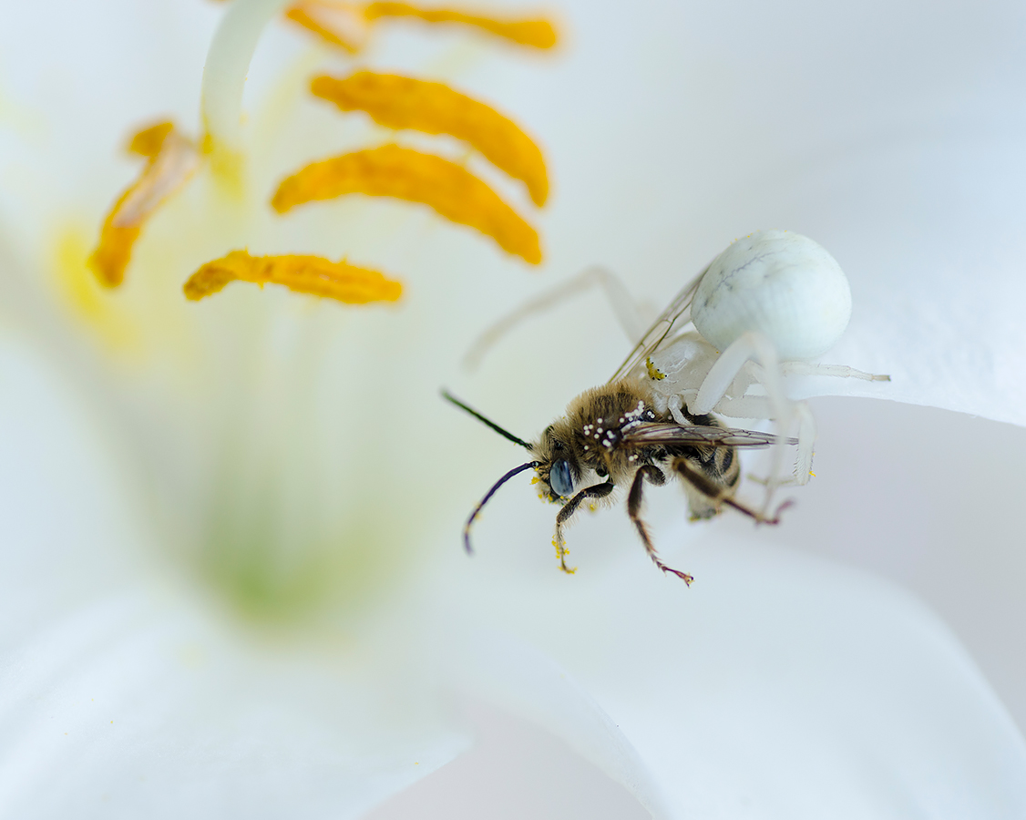 photo "***" tags: macro and close-up, 