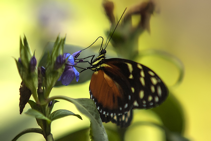 photo "***" tags: nature, macro and close-up, insect