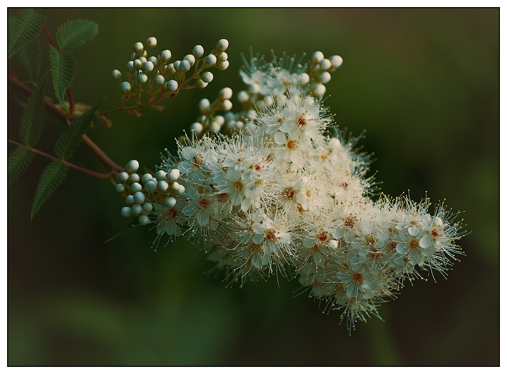 photo "***" tags: nature, macro and close-up, flowers, plant