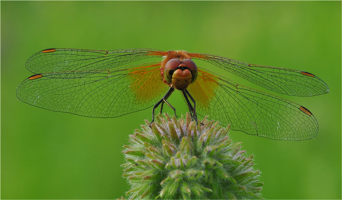 photo "***" tags: macro and close-up, nature, стрекоза