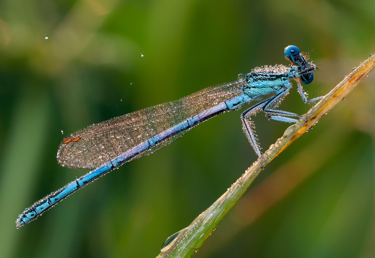 photo "***" tags: macro and close-up, 