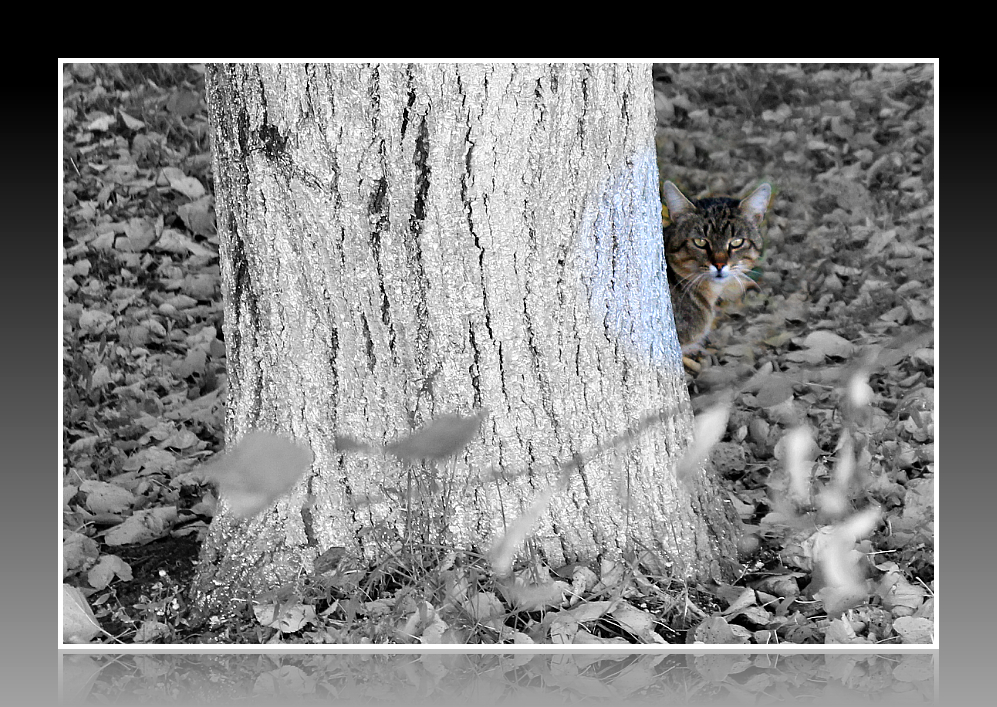 photo "***" tags: black&white, misc., nature, 