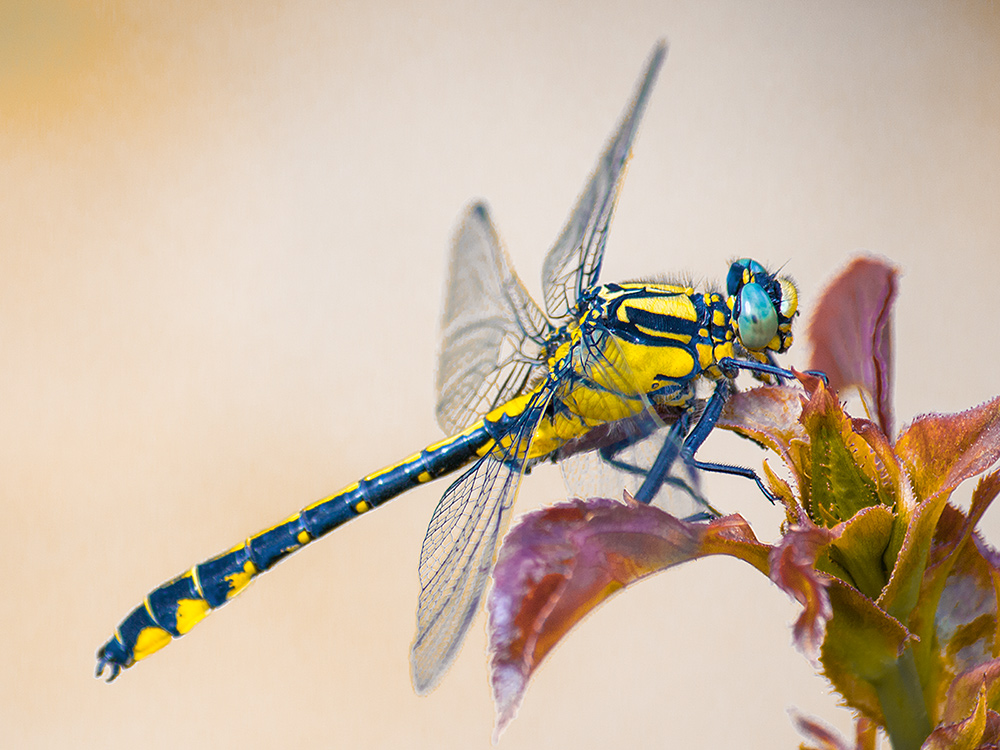 photo "***" tags: macro and close-up, insect