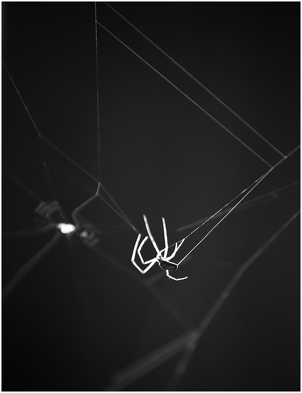 photo "***" tags: nature, black&white, spider, summer, паутина, чёрно-белые