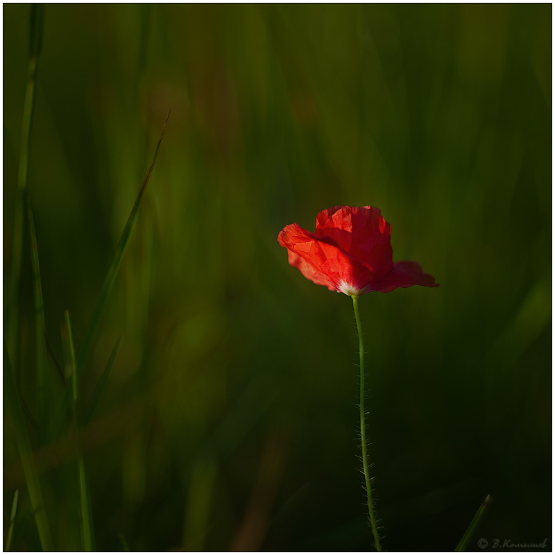 photo "***" tags: nature, macro and close-up, evening, flowers, light, meadow, summer, Мак, растения