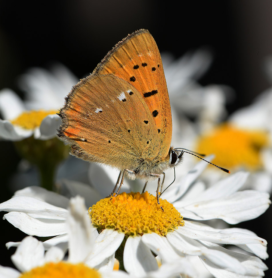 photo "***" tags: macro and close-up, Насекомые, растения