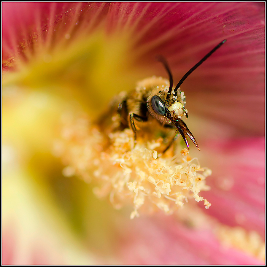 photo "***" tags: macro and close-up, 