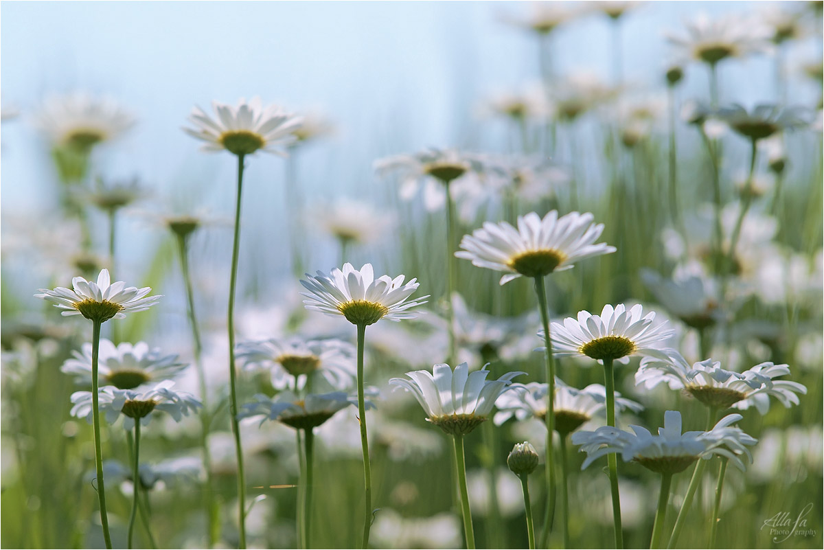 photo "***" tags: nature, fragment, 
