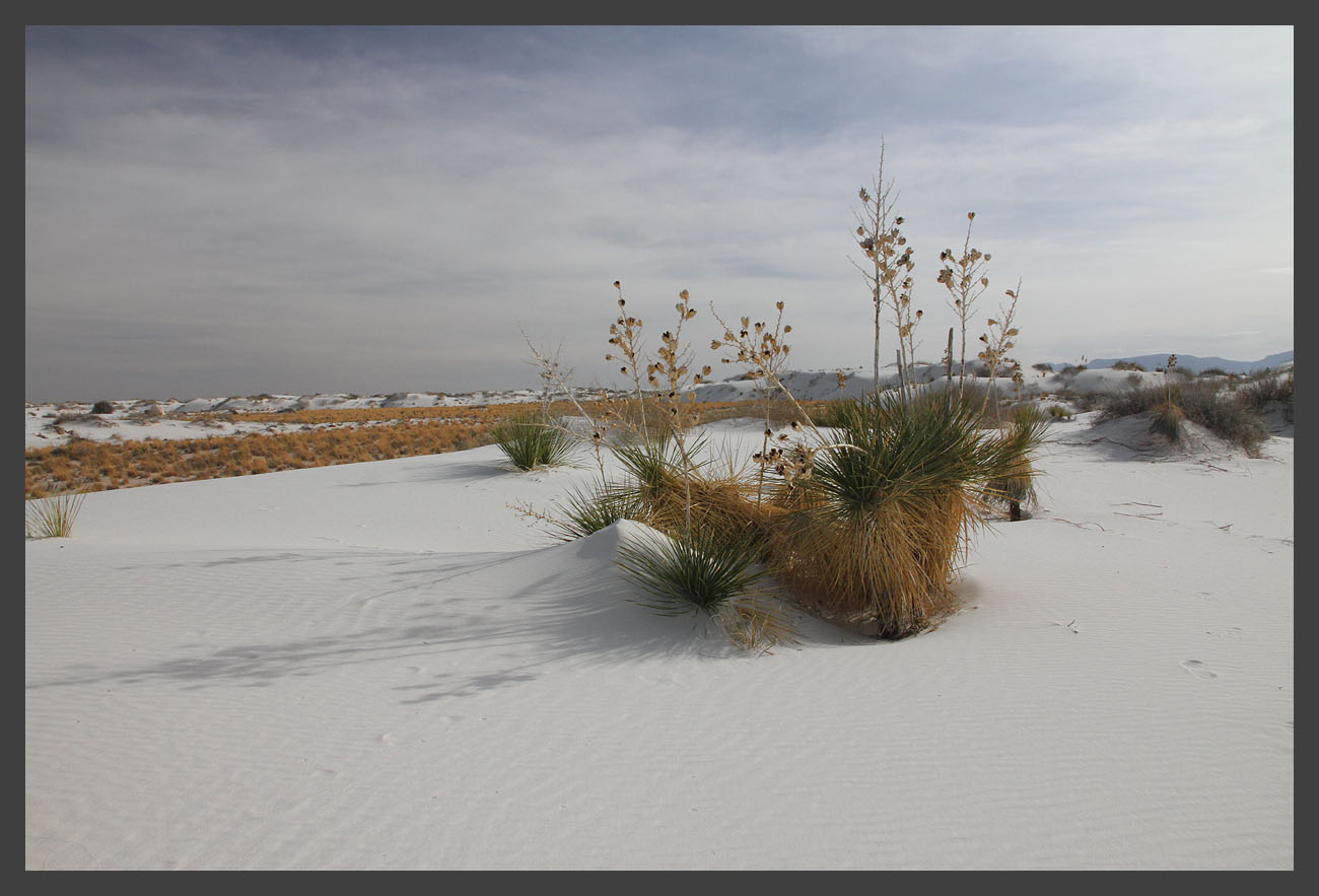 photo "Pale shadows" tags: landscape, desert