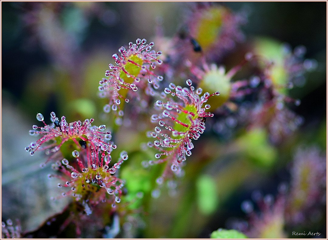 photo "***" tags: nature, macro and close-up, 