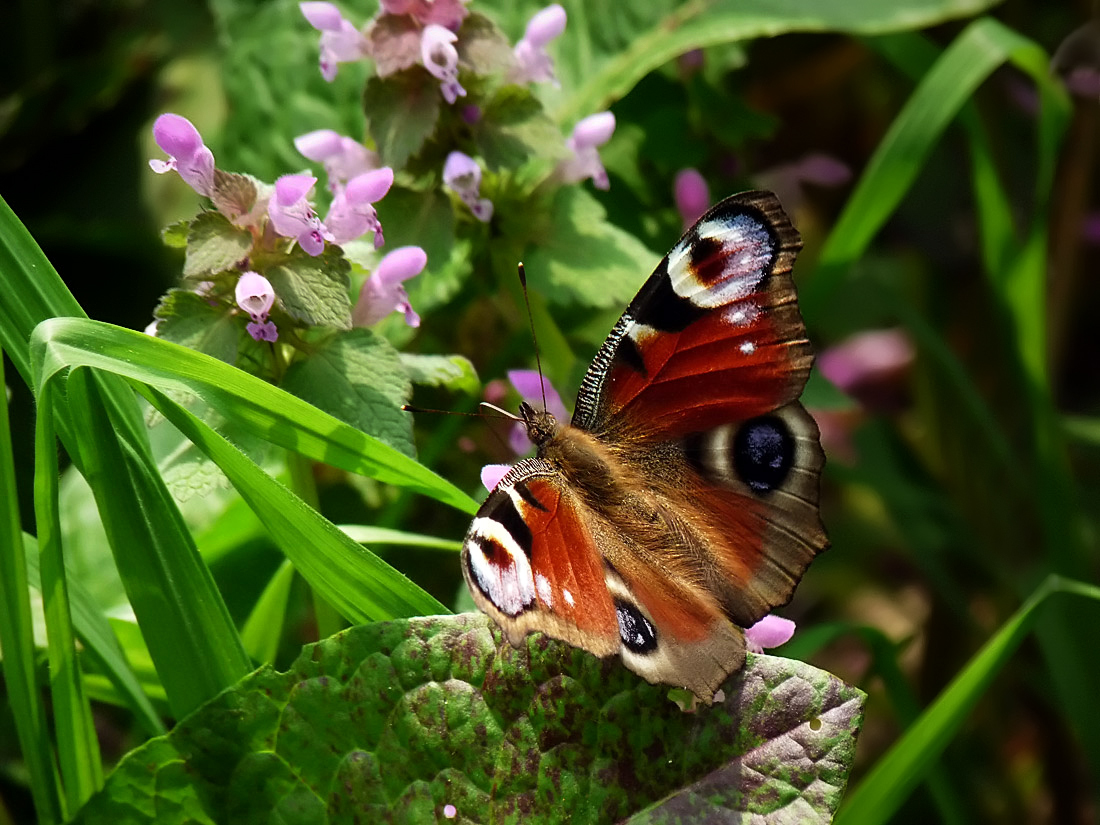 photo "***" tags: nature, insect