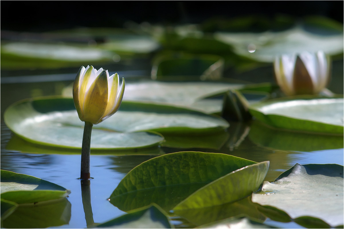 photo "***" tags: macro and close-up, nature, fragment, 