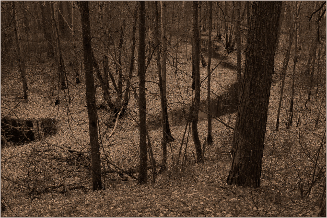 photo "spring mood" tags: landscape, forest, spring