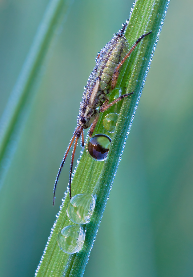 photo "***" tags: macro and close-up, 