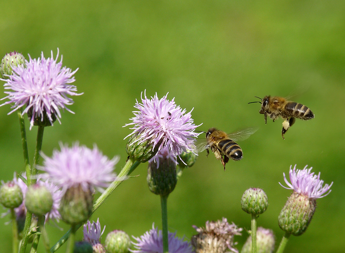 photo "***" tags: nature, insect