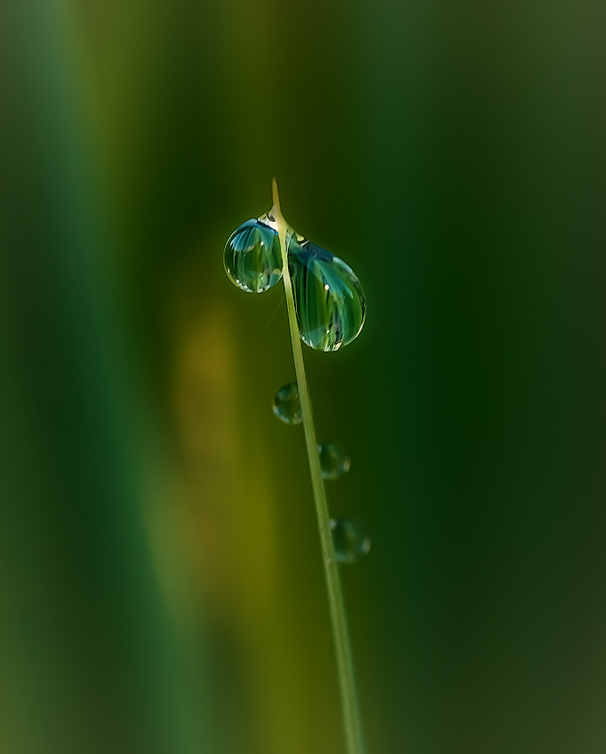 photo "***" tags: nature, macro and close-up, light, капли, растения