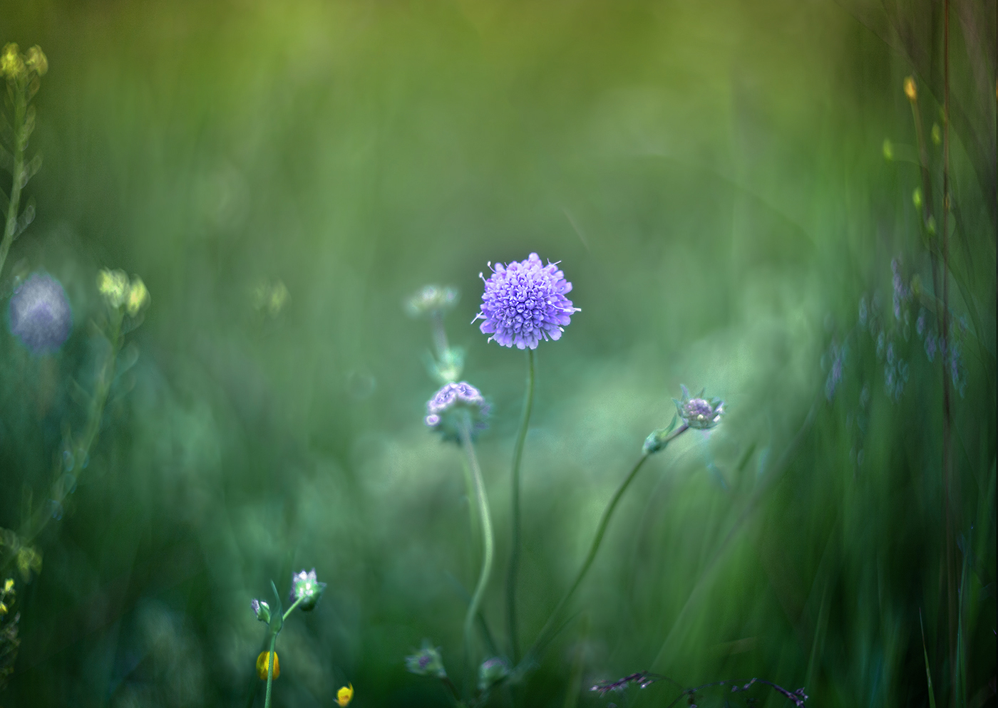 photo "***" tags: nature, macro and close-up, 