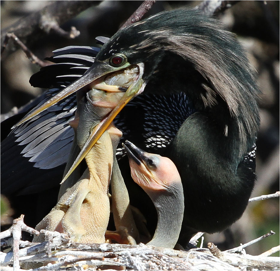 photo "To pull out from a throat..." tags: nature, macro and close-up, wild animals