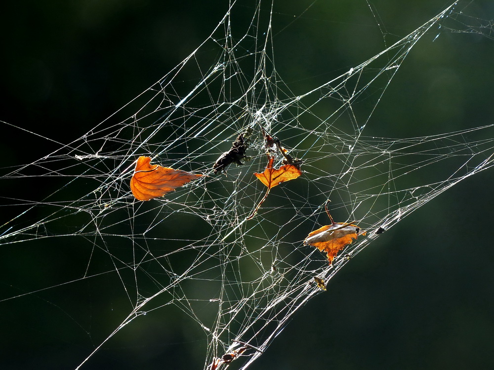 photo "One Flew Over the Cuckoo`s Nest." tags: misc., autumn, light, листья, паутина