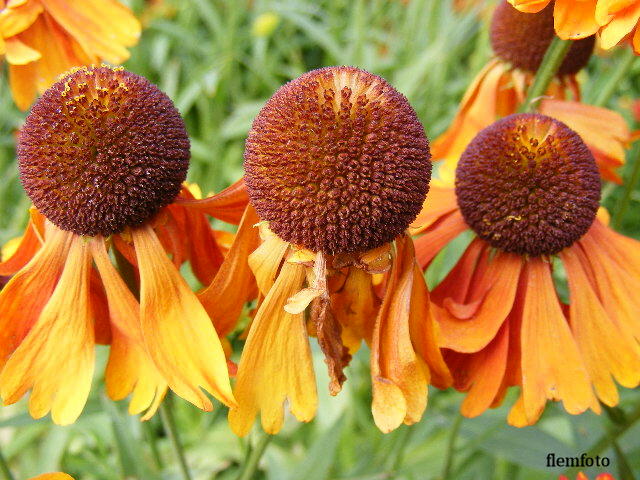 photo "Summer" tags: nature, 