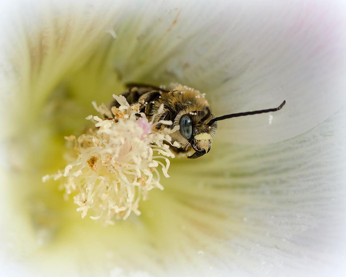 photo "***" tags: macro and close-up, 