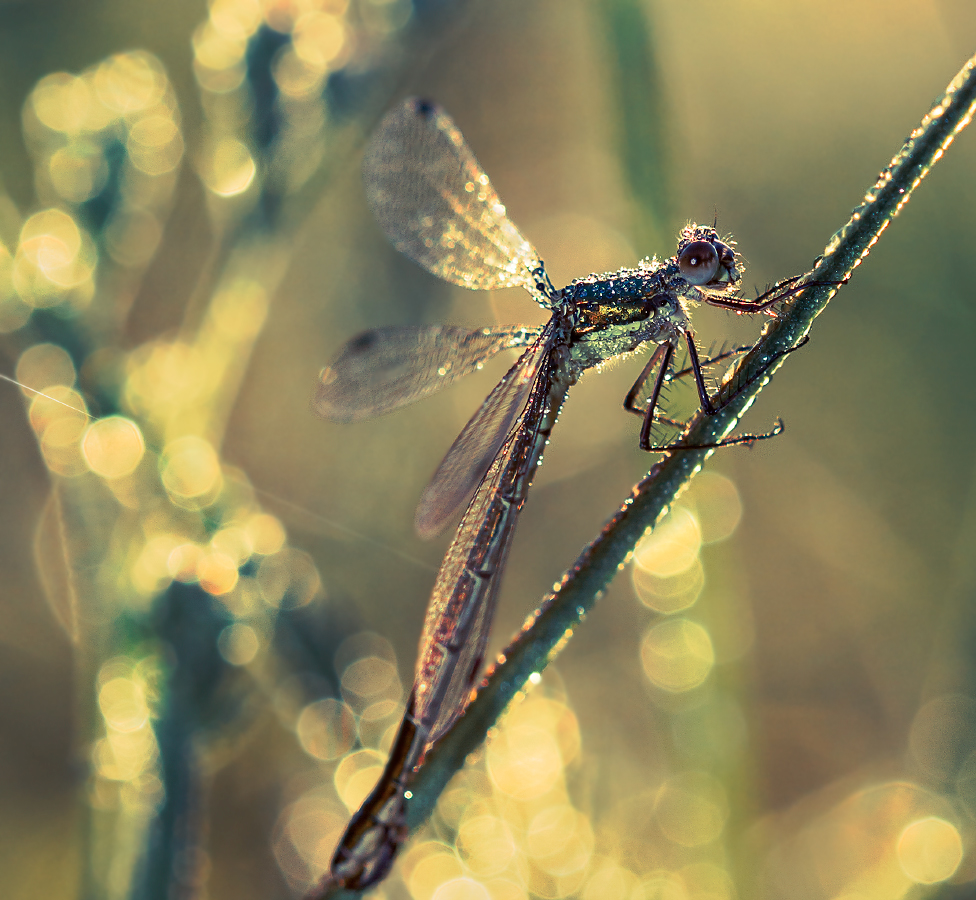 photo "***" tags: macro and close-up, morning, summer, water, роса, стрекоза