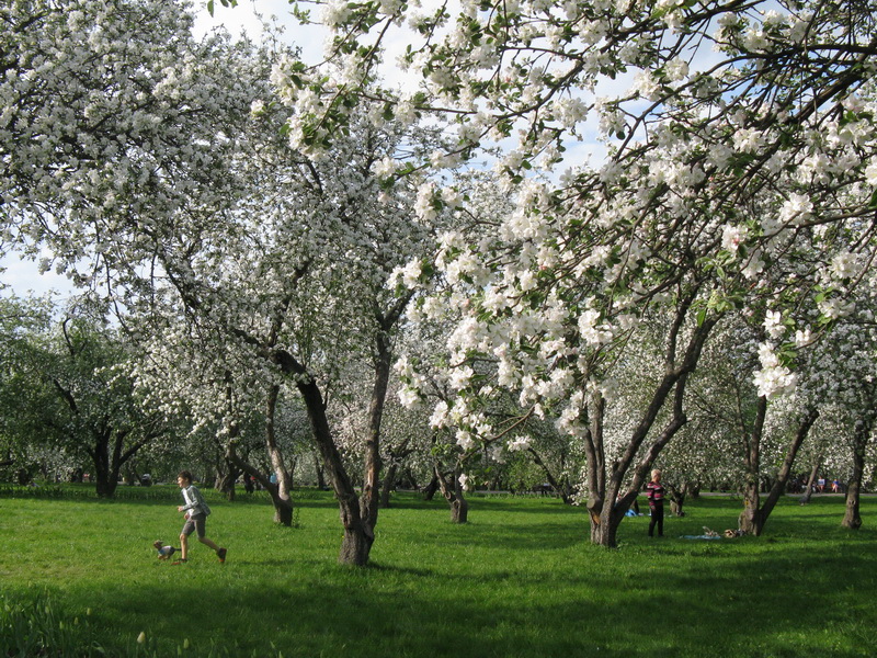 фото "Яблони в цвету" метки: пейзаж, стрит-фото, природа, 