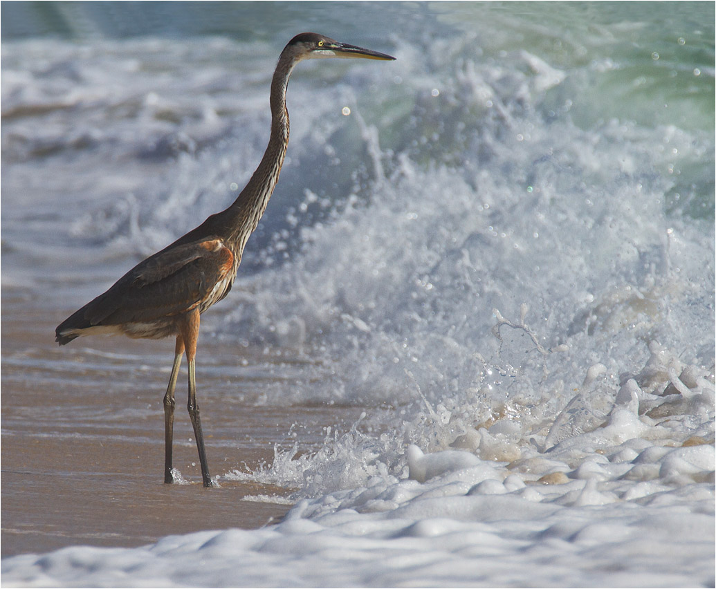 photo "Sea wolfe" tags: , wild animals