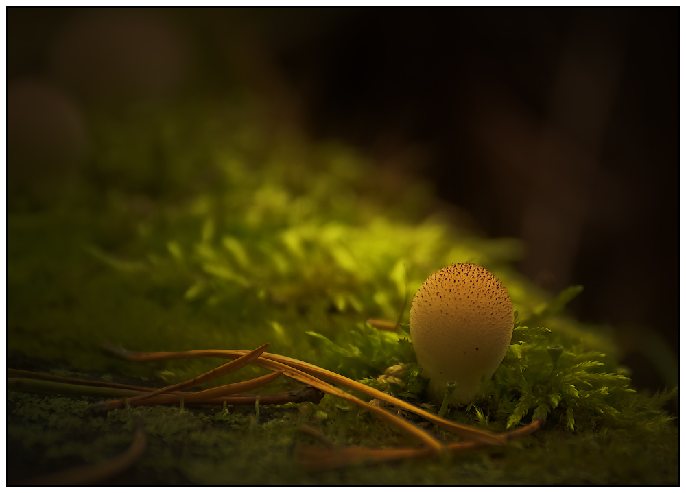 photo "***" tags: nature, macro and close-up, forest, light, plant, summer, грибы