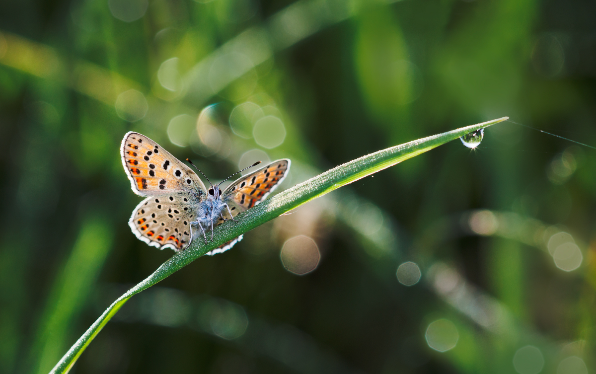 photo "***" tags: nature, macro and close-up, 