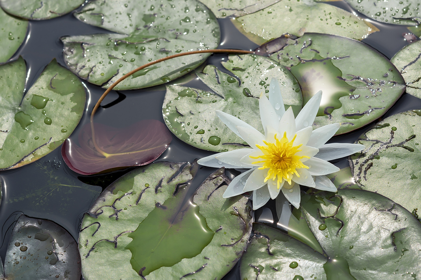фото "Королева воды" метки: природа, макро и крупный план, вода, водяной цветок, кувшинка, лето, листья на воде, пруд