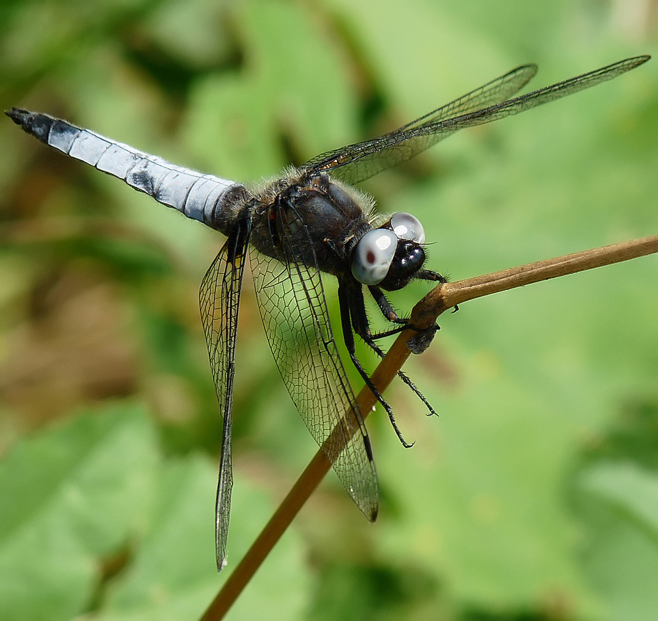 photo "***" tags: nature, macro and close-up, insect