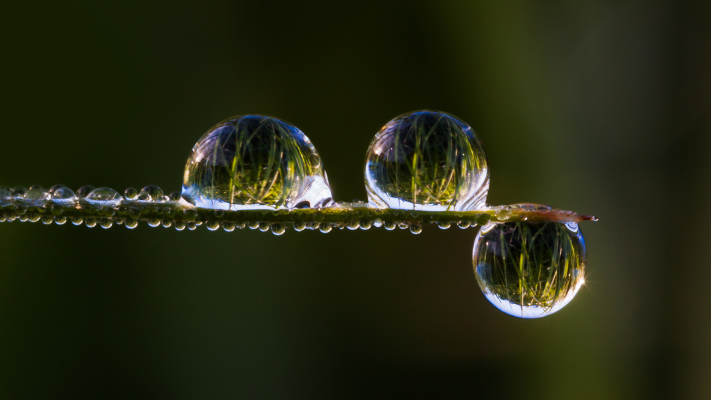 photo "***" tags: macro and close-up, 