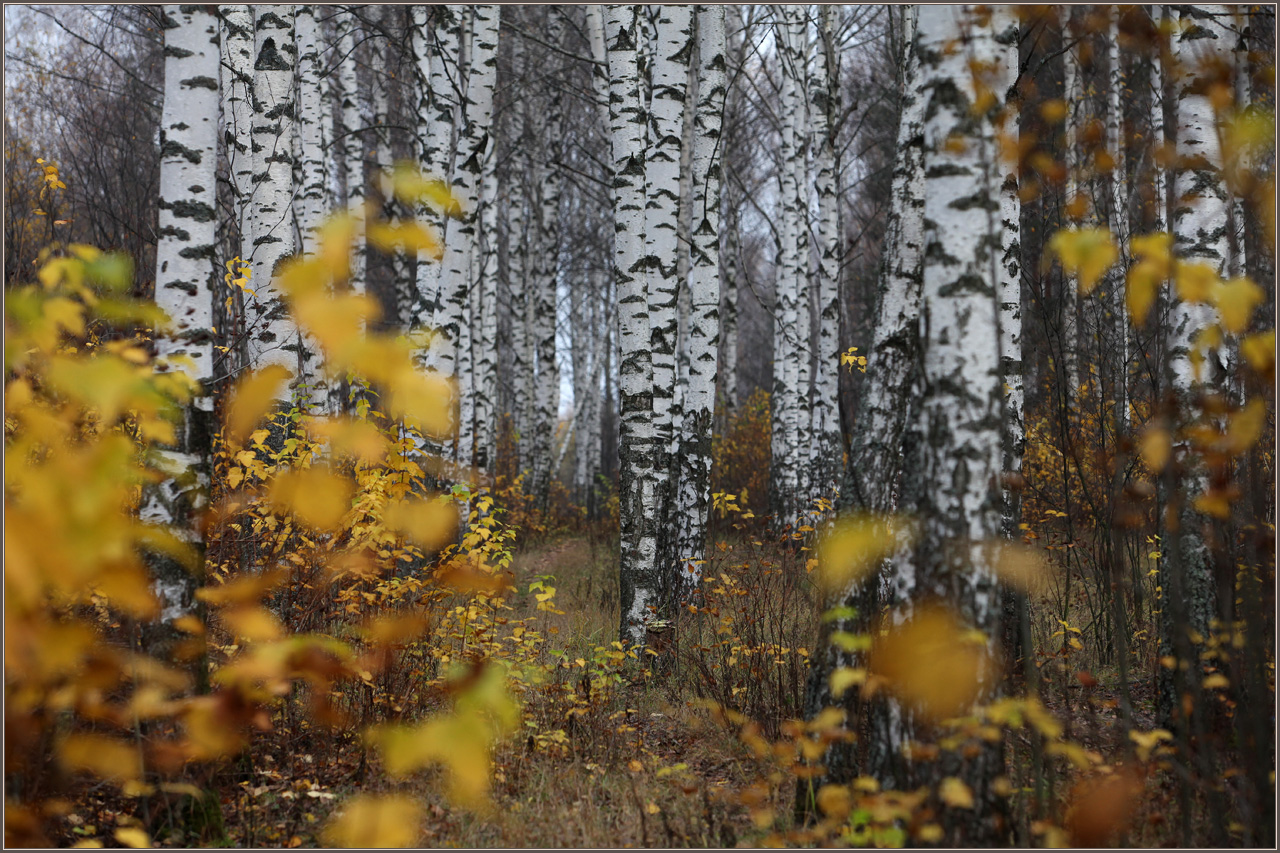 photo "Birches" tags: landscape, 