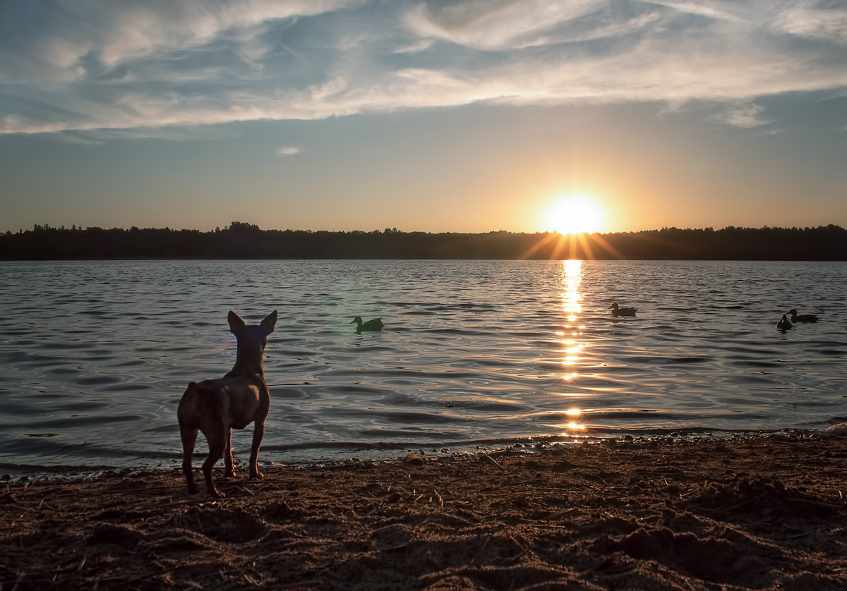 photo "***" tags: humor, landscape, genre, evening, hunting, summer, птицы, собака