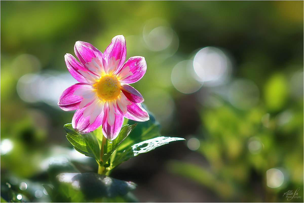photo "***" tags: macro and close-up, nature, fragment, 