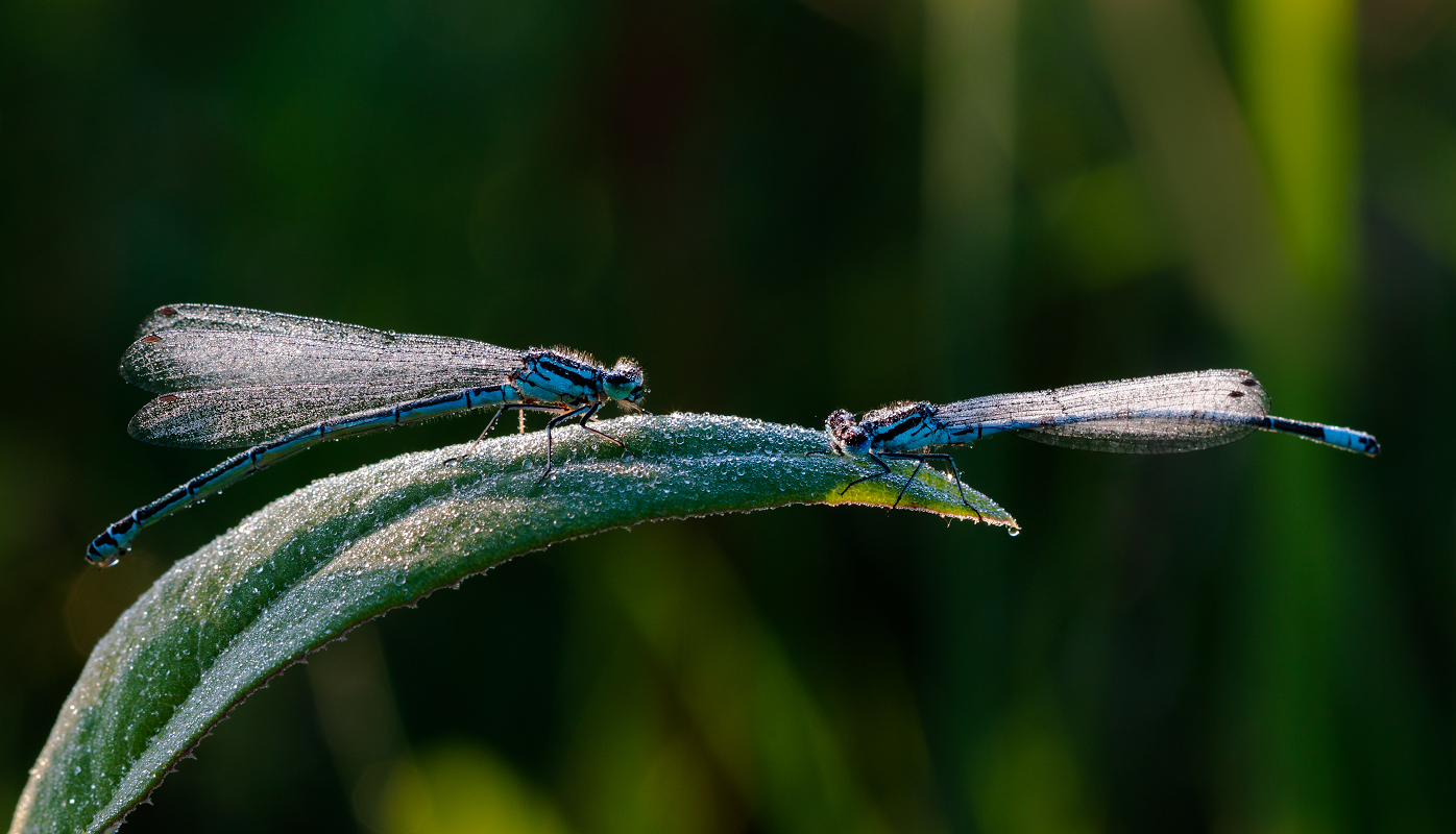 photo "***" tags: macro and close-up, 