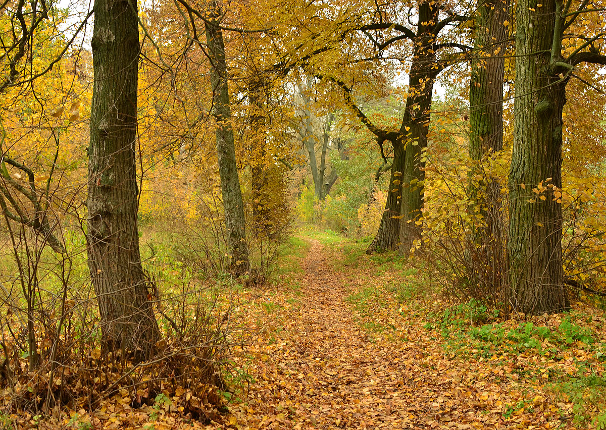 photo "***" tags: landscape, autumn, аллея