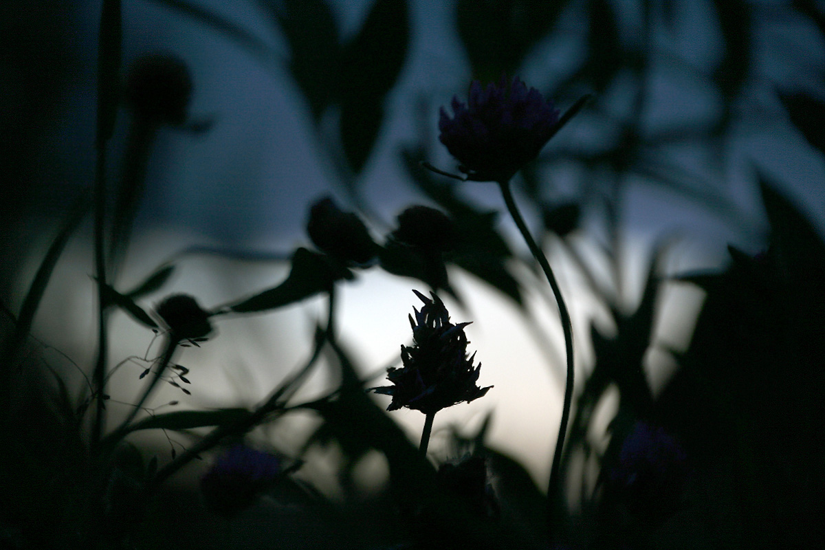 photo "The Night mystery" tags: nature, macro and close-up, 