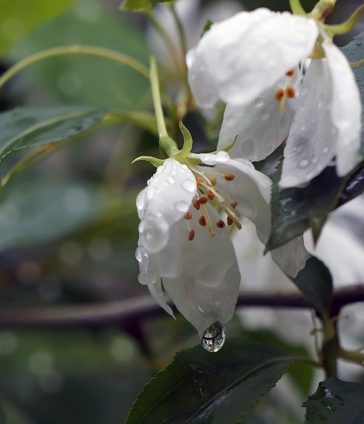 фото "Умытые дождём" метки: природа, дождь, цветы