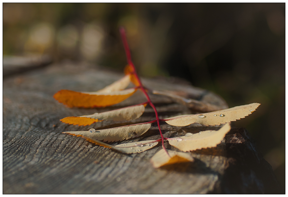 photo "***" tags: nature, macro and close-up, autumn, forest, plant, зарисовка, листья, пень