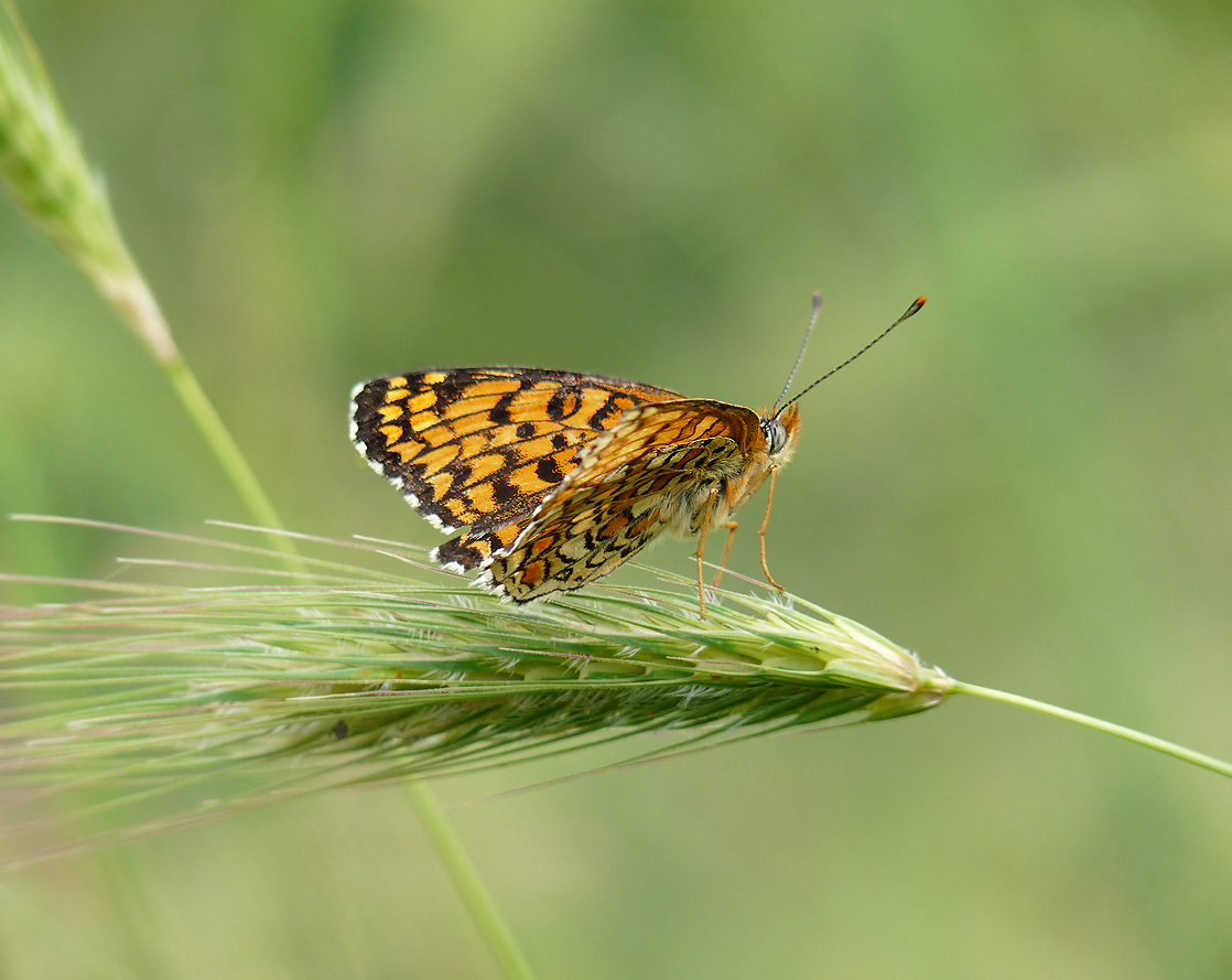 photo "***" tags: nature, insect