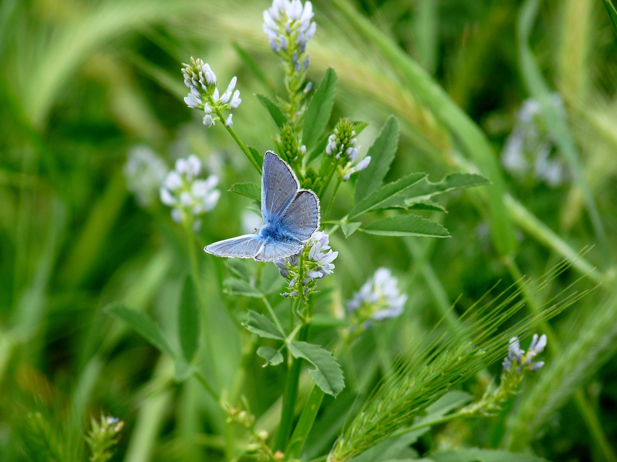 photo "***" tags: nature, insect