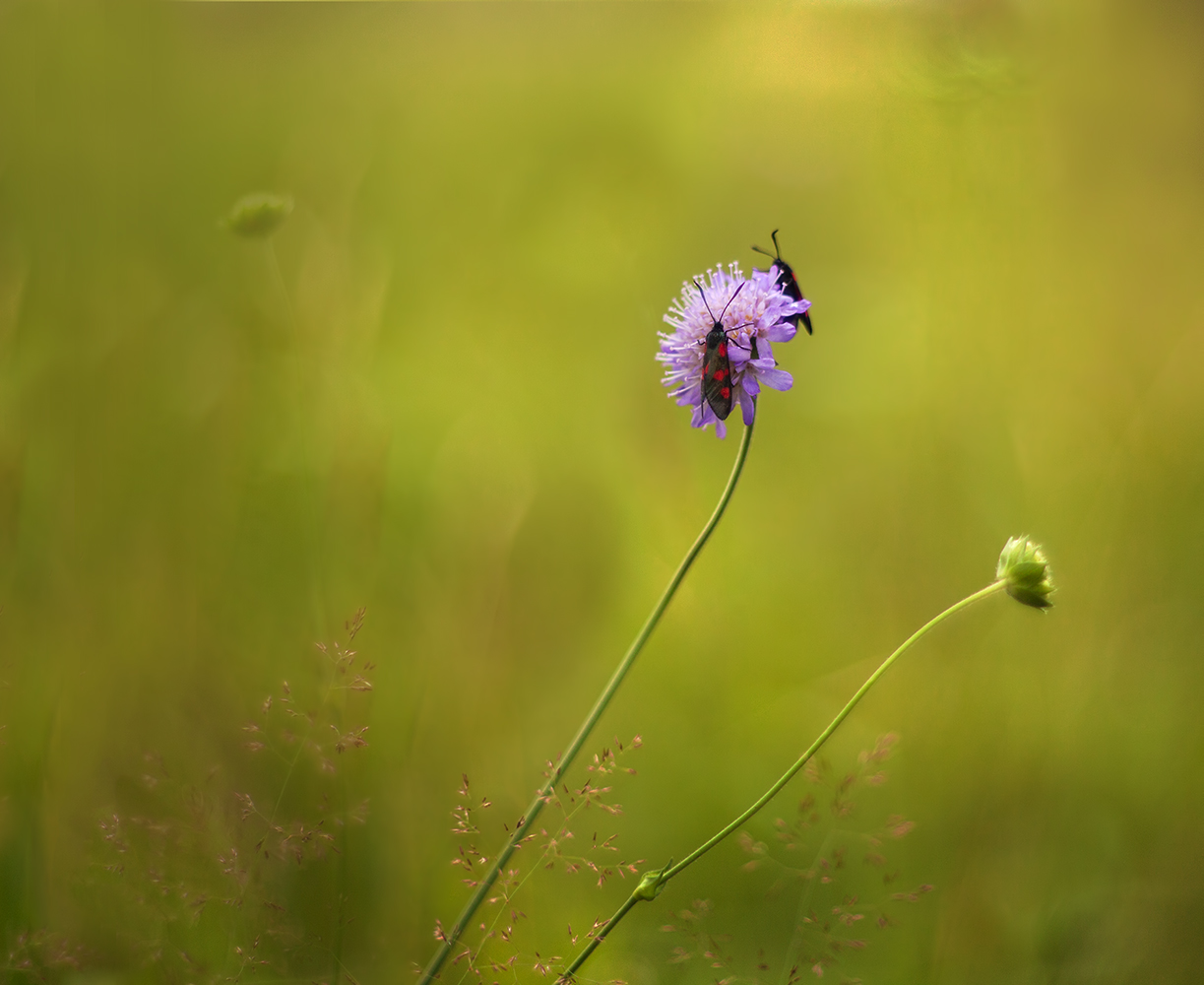 photo "***" tags: nature, macro and close-up, 