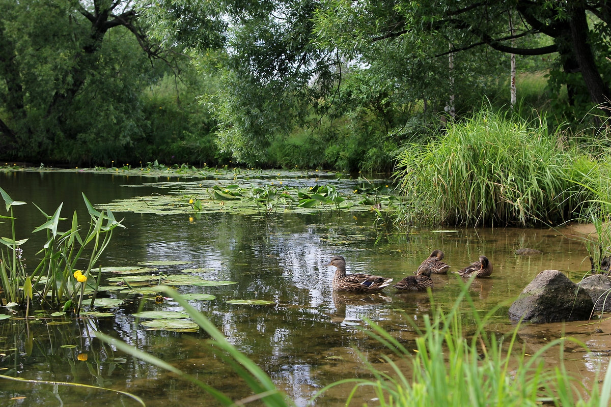 photo "Duck Paradise" tags: nature, landscape, Москва-река