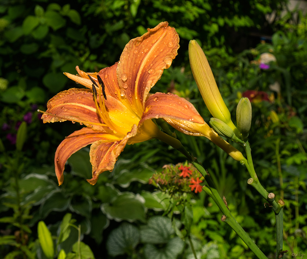 photo "***" tags: macro and close-up, flowers, summer